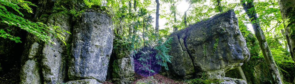 Wald und Felsen bei Pottenstein