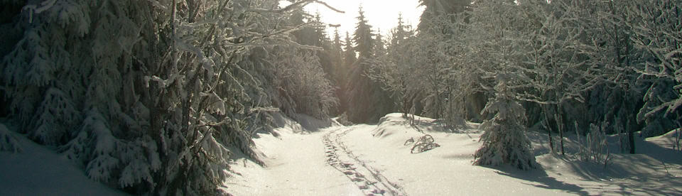 Schnee im Thüringer Wald