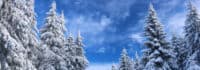 Schneebedeckte Bäume vor blauem Himmel