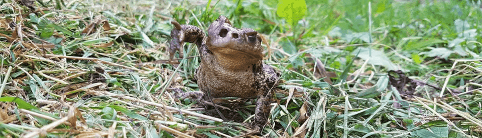 Frosch im Gras des Schwarzwaldes