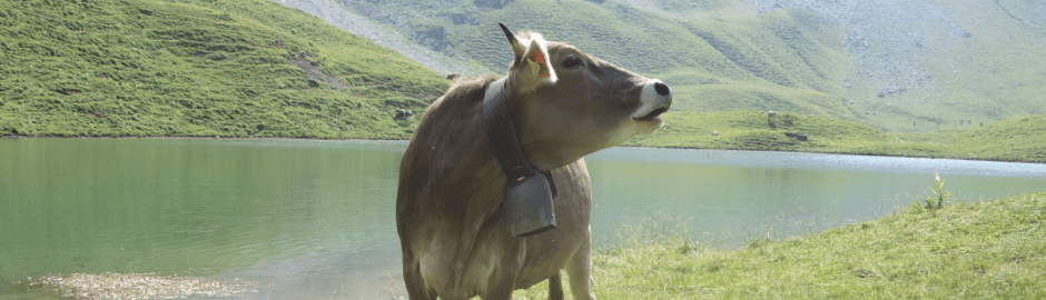 Kuh vor einem See